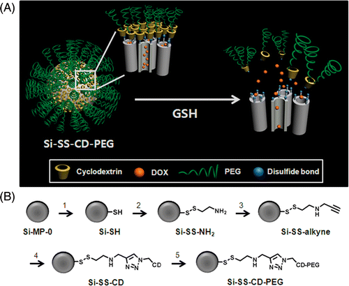 Figure 1. A schematic diagram showing the functionalisation steps from Si-MP-O to DOX-loaded Si-SS-CD-PEG. (A) The concept of GSH-induced release of DOX from the pores of Si-SS-CD-PEG. (B) The synthetic steps from Si-MP-O to the Si-SS-CD-PEG nanocontainer Citation[17]: (1) addition of 3-mercaptopropyltrimethoxysilane; (2) use of S-(2-aminoethylthio)-2-thiopyridine hydrochloride; (3) addition of propargyl bromide; (4) removal of CTAB; followed by DOX loading and treatment with CuSO4, sodium ascorbate, and mono-6-azido-β-CD; (5) Addition of NCO-PEG5000 and dibutyltin dilaurate.