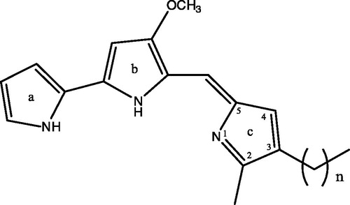 Figure 2. Chemical structures of prodigiosin congeners: n = 3, 2-methyl-3-butylprodiginine (P-2); n = 4, 2-methyl-3-pentylprodiginine (prodigiosin) (P-4); n = 5, 2-methyl-3-hexylprodiginine (P-5); n = 6, 2-methyl-3-heptylprodiginine (P-6).