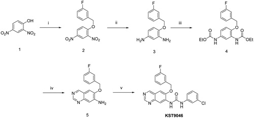 Scheme 1. Reagents and conditions: (i) 3-fluorobenzyl bromide, K2CO3, KI, CH3CN, 75 °C, 8 h; (ii) H2, 10% Pt/C, CH3OH, rt, 6 h; (iii) Ethyl chloroformate, TEA, THF, rt, 2 h; (iv) (a) HMTA, TFA, rt, 1 h, (b) 10% KOH aqueous ethanolic (1:1), K3Fe(CN)6, 100 °C, 4 h; (v) 3-chlorophenyl isocyanate, THF, 85 °C, overnight.