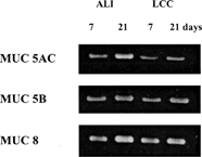 FIG. 3. Mucin gene expression of passaged human nasal epithelial cells grown under the ALI or LCC condition for 7 or 21 days (passage 2).