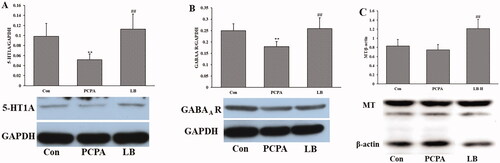 Figure 4. Effects of LB on the hypothalamic levels of 5-HT (A), NE (B) and MT (C) in PCPA-induced insomnia rats. Control: untreated; PCPA: 400 mg/kg PCPA alone; LB: PCPA + 598.64 mg/kg LB. Values are presented as the means ± SD, n = 8. Different letters indicate significant differences (p < .05) among samples by One-Way ANOVA test.
