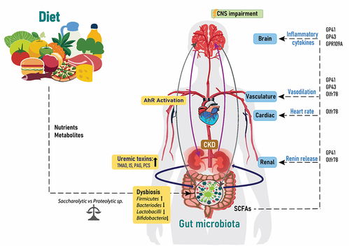 Figure 3. Diet, gut, brain and CKD. The relationship between the gut microbiota, kidney and brain is a circulatory process, which is influenced by the nutrients and metabolites from dietary choices. Increased bacterial changes lead to dysbiosis, which increases the release of uremic toxins into the circulation and activation of the AhR receptors and thereafter effects on the CNS. The amount of SCFAs from the gut microbiota influence renal renin release, heart rate and vasodilation and inflammatory cytokines through acting on the listed proteins. IS: Indoxyl sulfate; PCS: p-cresyl sulfate; TMAO: Trimethylamine N-oxide; PAG: Phenylacetylglutamine; CKD: chronic kidney disease; SCFAs: short chain fatty acids; CNS: central nervous system and AhR: aryl hydrocarbon receptor.