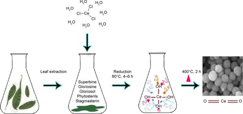 Figure 1 Schematic representation of Gloriosa superba-based method of cerium oxide nanoparticle synthesis.