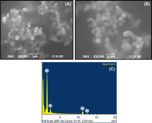Figure 2. Scanning electron microscope (SEM) analysis of the SeNPs. (A) SEM image of the SeNPs produced by keratin (20,000 X magnification) (B) Particles size analysis at 30,000 X magnification (C) EDX analysis of ratio between thiol and SeNPs.