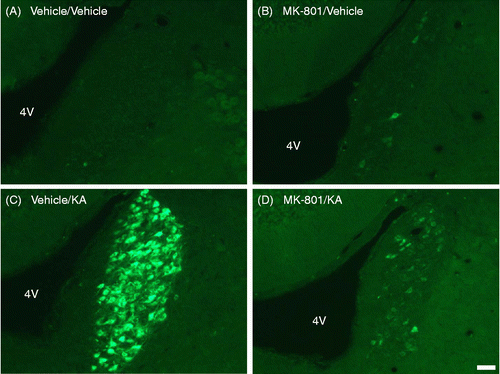 Figure 4.  Effects of s.c. administration of vehicle or KA (12 mg/kg) with pretreatment of vehicle or MK-801 (1 mg/kg) on eGFP fluorescence in the LC. Sections were obtained from (A) vehicle-administered rats pretreated with vehicle or (B) MK-801 (1 mg/kg) and (C) KA-administered rats pretreated with vehicle or (D) MK-801 (1 mg/kg). Scale bar = 50 μm. 4 V, fourth ventricle.