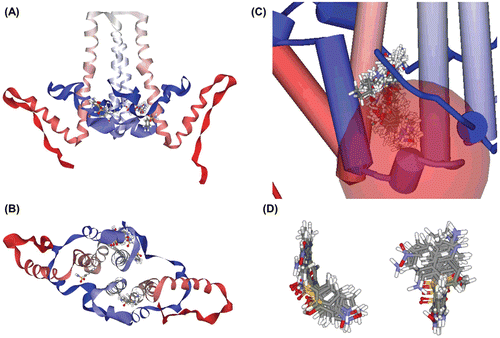 Figure 2.  Random binding simulation and similarity search. (A)–(B) In this simulation, input molecules were allowed to bind at any site in the protein, thereby simulating random binding of the chemicals. Then we calculated binding energy to predict which poses could really be allowed and sustained. In sum, among the all possible binding poses, only a small number of poses were possible and about 80% of binding poses were located in the binding site we expected as in this figure. (A) Lateral view. (B) Ventral view. (C)–(D) Results of similarity search with molecular docking simulation. We used sulfanilamide as a lead compound, and several molecules expected to have better inhibition strength were detected. (C) Docked state of molecules. These molecules contain sulfanilamide structure as its substructure, and have higher binding strength. Total 125 molecule poses are depicted. (D) 10 molecules with highest binding strength. These molecules share similar conformation as seen above. They contain two aromatic ring structures and these rings are put on a roughly same plane, which means this two-plane structure could work as a scaffold for effective assembly inhibitor.