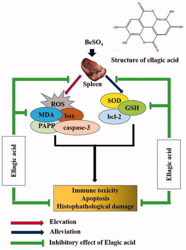 Figure 6. Proposed mechanism of ellagic acid against BeSO4-induced splenic toxicity.