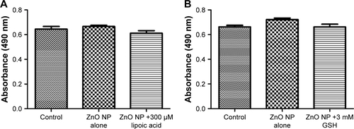 Figure S1 Effect of LA and GSH on ZnO NP-induced cytotoxicity in MRC5 cells.Notes: (A) MRC5 cells were pretreated with 300 μM LA or (B) 3 mM of GSH for 24 h followed by 25 μg/mL ZnO NPs for 24 h. Pretreatment of antioxidants caused ~10% (8.317%±3.044% and 9.013%±3.327%, respectively) decrease in LDH compared to ZnO NPs alone.Abbreviations: GSH, glutathione; LA, lipoic acid; LDH, lactate dehydrogenase; NPs, nanoparticles.