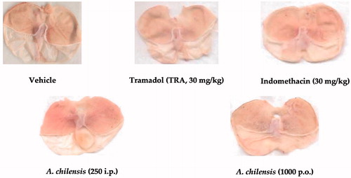 Figure 4. Representative photos of the gastric damage evaluation of dissected stomachs from mice receiving treatment of vehicle, positive anti-inflammatory drug (indomethacin) and the highest dosage of A. chilensis using parenteral (250 mg/kg, i.p.) or. enteral (1000 mg/kg, p.o.) route of administration and after the formalin test in mice.