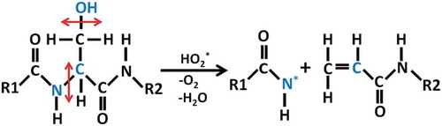 Figure 5. Reaction mechanism of C-N bond breaking upon impact of an HO2∗ radical on OH group in Ser, with the creation of the double C-C bond and the formation of a resonance-stabilized amide radical.