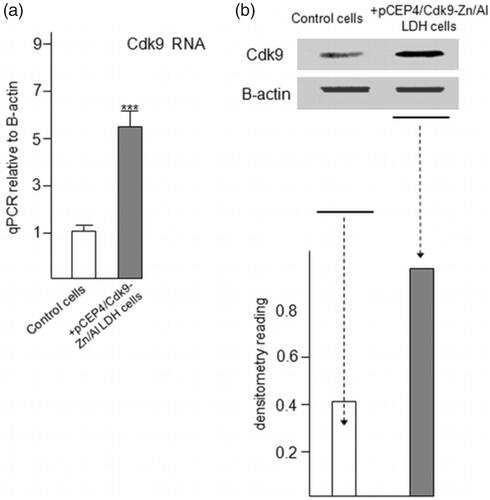 Figure 8. Increased expression of Cdk9 in C2C12 cells followed by taking up and releasing of pCEP4/Cdk9 gene with/in Zn/Al-LDH nanoparticle. (a) Increased Cdk9 expression in transfected C2C12 cells was analyzed by quantitative Real-Time PCR assay (n = 6). (c) Cdk9 protein level in transfected and control cells was examined by Western blot analysis. (d) Data are expressed as mean ± SEM ***p < .001