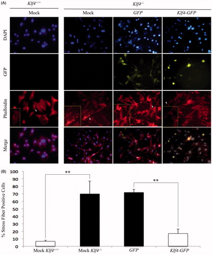 Figure 3. Reintroduction of Klf4 reduces stress fiber formation in Klf4-null MEFs. A) Representative images of DAPI and Phalloidin 555 stained images at 20× magnification. Arrows indicate boxed in cells showing representative cells of the population. (B) Quantification of stress fibers in A with n = 3 and p = .0097 for Klf4-GFP and GFP-transfected MEFs and n = 3 and p = .00731 for mock wildtype and mock Klf4-null transfected MEFs. ** indicates p ≤ .01. Error bars indicate standard deviation of replicates.