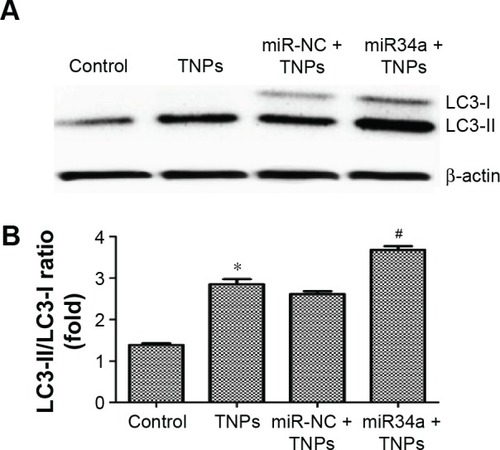 Figure 10 Effect of overexpressed miR34a on TNP-induced autophagy.Notes: Immunoblot (A) and relative densitometric analysis (B) of autophagy marker protein LC3. Overexpression of miR34a accelerated the TNP-induced conversion of LC3-I to LC3-II significantly. *P<0.05, TNPs compared with Control, #P<0.05, miR34a + TNPs compared with miR-NC + TNPs. Data are expressed as mean ± SD; n=3.Abbreviations: miR34a, microRNA 34a; miR-NC, microRNA negative control; SD, standard deviation; TNPs, titanium dioxide nanoparticles.