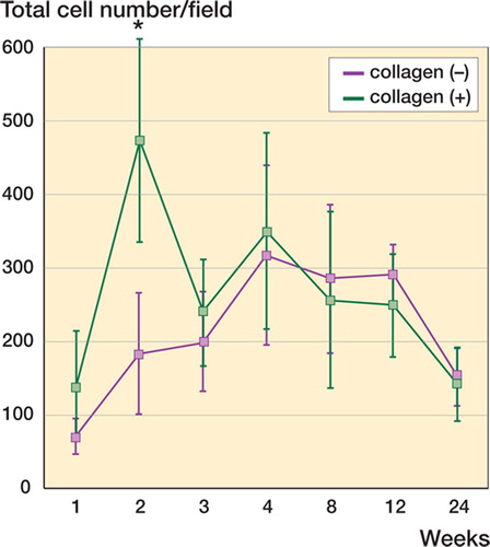 Figure 3. Total number of cells under different repair conditions. The total cell number distributed in the collagen (–) and collagen (+) defects display distinct time courses. There is an early increase in cell number in the collagen(+) defect at the second week (asterisk), followed by a decrease to a level comparable to that of the collagen (–) defect. Data are shown as mean ± SD. Asterisk indicates a significant difference (Student's t-test, p < 0.05).
