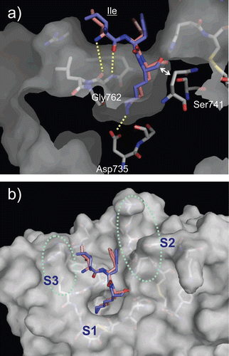 Figure 4.  Predicted complex of plasmin with D/L-Ile-Phe-Lys substrates. The structure of plasmin is displayed as a surface model (grey) and the ligands D- and L-Ile-Phe-Lys are shown as stick models (magenta for D-Ile-Phe-Lys and blue for L-Ile-Phe-Lys). The side-chains of residues in the binding and catalytic sites are shown as stick models (white). The underlined label is for the substrate. (a) Close-up view of S1/P1 interaction. (b) The overall binding mode of the substrates.