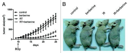 Figure 4. Berberine sensitizes ESCC to IR in vivo. ECA109 xenograft bearing male BALB/c mice were divided into four treatment groups (n = 6): control; berberine alone; irradiation alone; the combination of berberine and irradiation. 10 days after inoculation of ECA109 cells (1 × 106 cells/mouse), the mice were treated with 8 Gy single fraction irradiation. (A) Measurement of tumor size. Data represented average tumor volume; error bars, SD. (B) Representative images of ECA109 xenograft bearing mice.