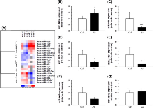 Figure 2. Expression of miRNAs in human aortic valves. A: A heat map diagram showing the results of two-way hierarchical clustering of miRNAs. Each row represents a miRNA and each column represents a sample. The miRNA clustering tree is shown on the left. The color scale shown at the bottom illustrates the relative expression level of miRNA across the samples: red color, expression level above mean; blue color, expression lower than the mean; gray color, signal below background. B–G: Expression levels of miR-125b (B), miR-939 (C), miR-602 (D), miR-374b* (E), miR-665 (F), and miR-193b (G) in human aortic valve cusps in control (Ctrl, n = 6) and aortic stenosis group (AS, n = 20) as measured by quantitative RT-PCR. Results are expressed as ratios of miRNA to SNORA73 (mean ± SEM). *P < 0.05, ***P < 0.001 versus control group (Student's t test or Mann–Whitney U test).