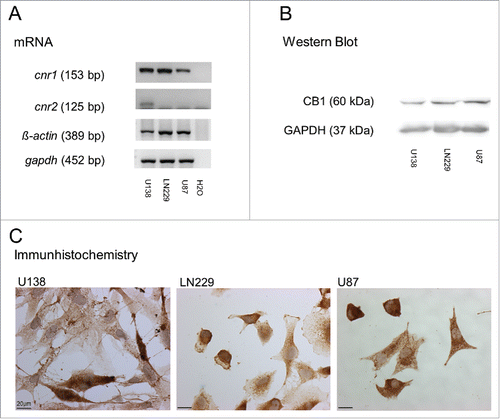 Figure 1. CB1 receptor expression in U138, LN229 and U87 cell lines. (A) mRNA for hCB1 receptors is present in all cell lines. Cnr2-mRNA was found in U138 cells only. ß-actin was used as a house keeping gene. (B) Western Blot analysis as well as (C) immunohistochemical staining resulted in the confirmation of the presence of CB1 on the surface and in U138, LN229 and U87 cell lines.