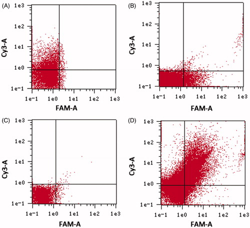 Figure 1. Determination of APT on the surface of nanoparticles by flow cytometry. (A) Cy3–NC-miRNA/ATE; (B) NC-miRNA/ATE–APT–FAM; (C) NC-miRNA/ATE–APT; and (D) Cy3–NC-miRNA/ATE–APT–FAM.APT, aptamer and ATE, atelocollagen.