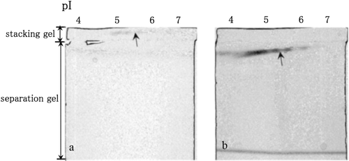 Figure 1.  LDH activities in the non-denaturing stacking gel containing 0.2% oxamate (a) and in the non-denaturing separation gel (b) after the separation of the cytosolic proteins in the mouse liver by non-denaturing IEF. LDH activity spots are indicated by arrows.