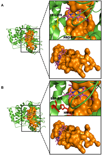 Figure 5 Wild–type and mutant C. albicans CYP51 drug–binding site. (A) depicts the binding orientation of the prosthetic heme (purple) and the two wild-type residues of interest (LEU–370 and PRO–375) in yellow sticks near the drug-binding pocket (Orange surface representation). (B) shows the binding orientation of the prosthetic heme (purple) and the two mutant residues of interest (SER–370 and SER–375) in red sticks near the drug-binding pocket (Orange surface representation).