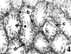 Figure 4Photomicrograph of the cross section of rat testis treated with 150 mg kg−1 day−1 for 3 days. Arrows showing (a) sperm cell degeneration, (b) Leydig cell metaplasia, (c) seminiferous tubules atrophy, and (d) spermatogenesis arrest (×160).