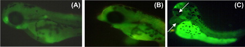 Figure 9. Apoptosis assay of whole embryo: (A) Control; (B) 25 μg/ml of sodium selenite; (C) 25 μg/ml of SeNPs.