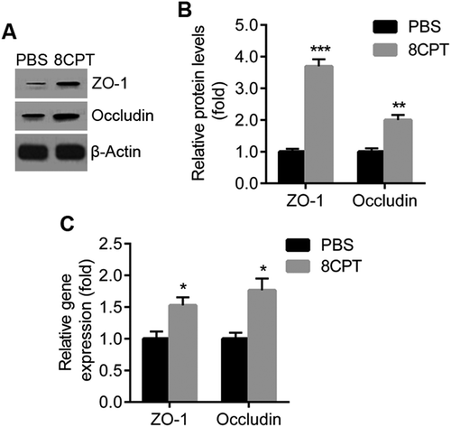 Figure 2. Rap1 activation enhances expression of RPE cell junction proteins.A. Western blot of ZO-1 and occludin in RPE/choroid tissues from CNV rats with PBS and 8CPT injection. B. Quantification of results in A. Protein normalized against β-actin. C. Quantitative real-time PCR for ZO-1 and Occludin mRNA in two groups, n = 3. *P < 0.05. **P < 0.01. ***P < 0.001.