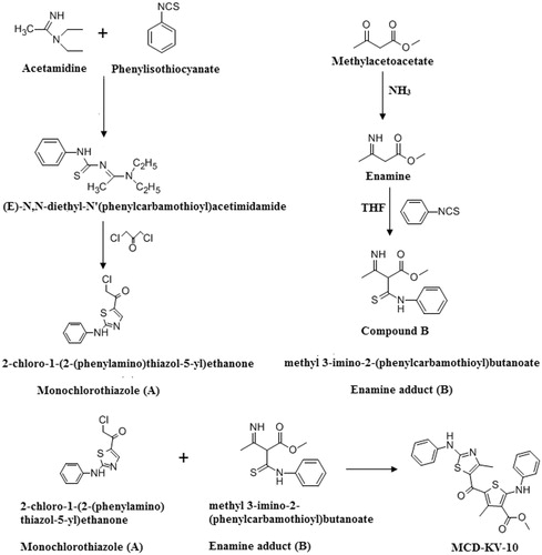 Figure 1. Synthesis scheme of MCD-KV-10. Synthesis of compound A: phenylisothiocyanate reacts with acetamidine to form of an adduct which further reacts with dichloroacetone to form compound A. Synthesis of compound B: methylacetoacetate reacts with ammonia to form enamine which on subsequent reaction with phenylisothiocyanate forms compound B. Synthesis of MCD-KV-10: Compound A reacts with compound B in the presence of dimethylformamide at room temperature for 4 h to produce MCD-KV-10.