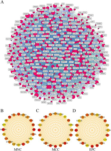 Figure 6. PPI network analysis of THSWD-hyperpigmentation overlapping targets. (A) PPI network, built by STRING database and visualized by cytoscape. (B-D) Selection of the top 20 hub targets from the PPI network using MNC, MCC, and EPC methods of cytoHubba. PPI: protein-protein interaction; THSWD: Tao-Hong-Si-Wu decoction; STRING: Search Tool for the Retrieval of Interacting genes/proteins; MNC: maximum neighborhood component; MCC: maximal clique centrality; EPC: edge percolated component.