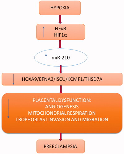 Figure 2. Regulation of expression of selected genes by miR-210 under hypoxic condition.
