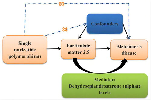 Figure 1. Overview of the Mendelian randomisation design.The solid lines represent meaningful pathways, and the dashed lines represent nonexistent pathways in Mendelian randomisation analysis.