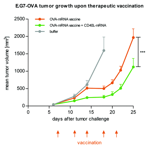 Figure 3. CD40 ligand as an accessory adjuvant molecule encoded by mRNA increases the anti-tumor effect of a two-component mRNA vaccine. Mice (n = 8 per group) were challenged subcutaneously with syngenic E.G7-OVA tumor cells on day 0. Commencing on day 7, mice were vaccinated intradermally with either OVA-mRNA vaccine alone or in combination with mRNA coding for CD40 ligand according to the indicated schedule. Mice treated with buffer served as the control. The combination of CD40 ligand-encoding mRNA together with OVA mRNA vaccination increases the efficacy of the therapeutic anti-tumor mRNA vaccination.
