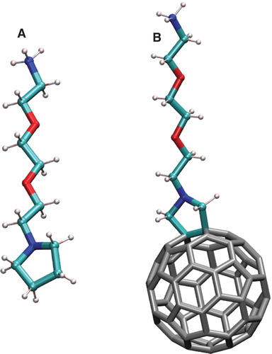 Figure 1. (A) Schematic representation of the CCNCCOCCOCCNH3 + group (amino derivative DR+). (B) The C60 fullerene functionalized by DR+ group. This Figure is reproduced in colour in Molecular Membrane Biology online.