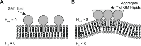 Figure 5 Schematic diagram for the effects of GM1 interaction on membrane curvature. Single GM1 molecules have zero intrinsic (spontaneous) curvature A). Small membrane protrusions are formed due to the interaction between GM1 molecules, where it is assumed that small GM1 aggregates have positive intrinsic curvature B).Citation27,Citation28 Hout and Hin are the mean curvature of the outer and inner cell membrane leaflets, respectively.
