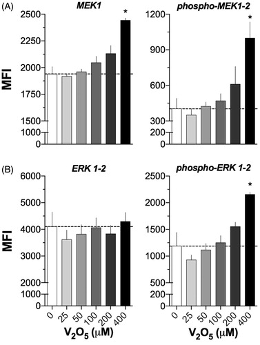 Figure 4. Activation of MEK and ERK1/2 in V2O5-treated (24 h) NK-92MI cells. Flow cytometry was performed on cells exposed to 0–400 µM V2O5. (A) MEK1 and p-MEK-1/2. (B) ERK-1/2 and p-p44/42 MAPK (ERK1/2). Results are expressed as MFI. Dashed line shows basal MFI (0 μM). Results are for single labeling cell assays. *p < 0.05 versus control (basal).