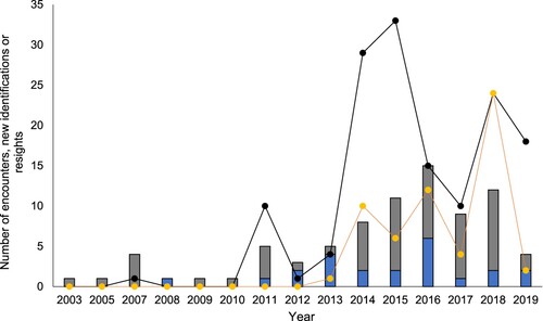 Figure 2. Summary of encounters with pilot whales (n = 81), new identifications and resights of individuals by year, between 2003 and 2019. Blue stacked bars indicate pilot whale encounters by whale watch tour operators (n = 23) and grey stacked bars indicate encounters by research vessels (n = 58). Black points represent the number of new pilot whale IDs assigned per year (n = 145) and orange points represent the number of individuals resighted each year (n = 59).