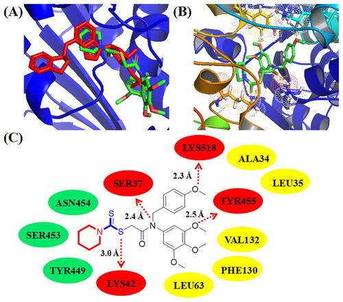 Figure 9. (A) Compound C11 (green structure) docked into a similar pocket as B39 (red structure); (B) 3D binging modelling; (C) Hydrogen bonds, hydrophobic effects, and hydrophilic effects of C11 targeting to E1 NEDD8-activating enzyme (PDB code: 3GZN).