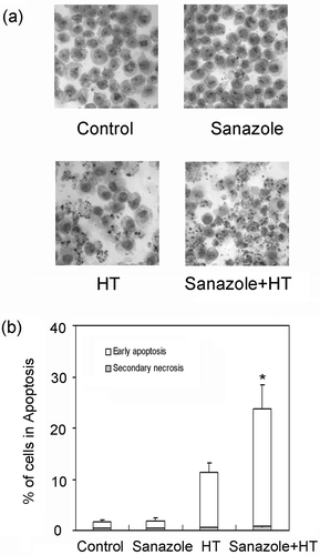 Figure 3. Assessment of apoptosis induced by sanazole, HT and the combination of sanazole and HT. The cells were treated first with 10 mM sanazole for 40 min, exposed to HT at 44°C for 20 min and the cells were further treated with the drug at 37°C for 6 h. (a) Apoptotic features in response to the combination with HT and sanazole in U937 cells. Signs of apoptosis were detected by Giemsa staining and then examined under a microscope at a magnification of ×400. The results are presented as the means ± SD (n = 3). (b) Cells were collected and stained with Annexin V-FITC and PI for flow cytometry. The results are presented as the means ± SD (n = 3). *p < 0.05.
