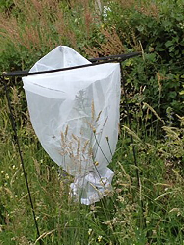Figure 49. An E. vulgare plant bagged with a net and supported by a metal structure.