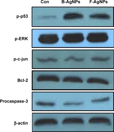 Figure 10 Western blot analysis of p-p53, p-Erk1/2, p-c-Jun, Bcl-2, procaspase-3, and actin expression in MDA-MB-231 cells exposed to B-AgNPs or F-AgNPs.Notes: MDA-MB-231 cells were treated with respective IC50 concentrations of B-AgNPs or F-AgNPs for 24 hours. Expression of p-p53, p-Erk1/2, p-c-Jun, Bcl-2, and procaspase-3 protein levels were determined by Western blot analysis. Both B-AgNPs and F-AgNPs led to increased levels of p-p53, p-Erk1/2, and decreased levels of procaspase-3, whereas no alteration in expression was observed for p-c-Jun. Bcl-2 expressions significantly reduced. Equal protein loading was confirmed by analysis of β-actin protein levels. The results are representative of three independent experiments.Abbreviations: B-AgNPs, bacterium-derived AgNPs; Con, control; F-AgNPs, fungus-derived AgNPs; IC50, half-maximal inhibitory concentration.