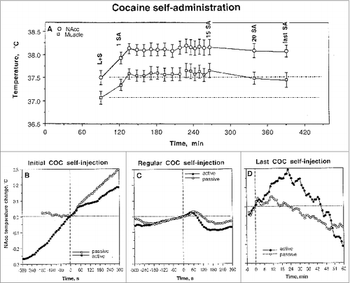Figure 3. Changes in brain (NAc) and temporal muscle temperatures during cocaine self-administration behavior in trained rats. (A) shows mean (±SEM) values of absolute temperatures at each event of cocaine self-administration session. L+S, presentation of a light-sound cue. (B, C and D) show rapid time-course dynamics of NAc temperatures associated with critical events of self-administration behavior (initial self-administration of a session; “regular” self-injections, the last self-injection of a session). Close circles show data obtained from self-administering animals and open circles represent data obtained from yoked-control rats. For clarity, standard errors are not shown in these graphs. The word “regular” refer to multiple self-injections within a session and these mean data were obtained for all fifth, tenth, and fifteens injections. Original data of this study were reported in.Citation34,35