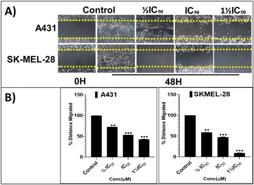 Figure 7. The screening hit compound P25 potently and dose-dependently (0, ½IC50, IC50, and 1½IC50) inhibits the migration of A431 (A; top panel) and SKMEL-28 (A; bottom panel) cells into the cell-free scratched-wounded areas of a confluent cell monolayer. This suppression of A431 and SKMEL-28 cells scratch wound closure in a concentration-dependent manner was significant. The bar graphs (B) represent the mean ± SD of covered scratch-wound area values (expressed as the migrated distance from 0-time point of scratch) after 48 h. They are expressed as a percentage of wound area at 0 h filled by migrated cells by the end of the experiment, vs. the same indicator for untreated control cells, from three independent experiments conducted in triplicate. Statistical significance was assessed using one-way ANOVA and Tukey’s multiple comparison tests; **p < 0.01, and ***p < 0.001 were considered significant.