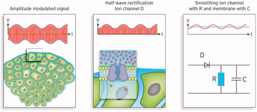 Figure 5. Left: Typical tumor environment characterized by isolated tumor cells surrounded by extracellular water. Middle: Simplified model of ion channels in the membrane (e.g., potassium) showing the internal pore, cavity and selectivity filter. This model is an archetype for other ion channels. Right: Equivalent circuit diagram of an ion channel according to the ion channel model of Figure 4. After rectification of the amplitude-modulated (AM) carrier radiofrequency (RF) (∼10 MHz) a low-pass filter (specified by RC) generates a mean DC voltage (1 µV for SAR of 25 W/kg) with a superposed sinus oscillating with the modulation frequency in the kHz range (red solid line). For RF of 10 MHz the condition RC ≫ 10−7 s holds.