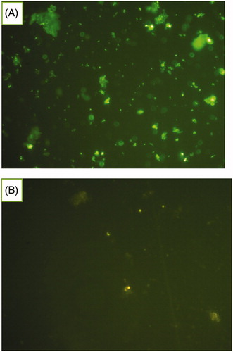 Figure 1. Microscopic images of MAb-conjugated NLC and FITC-labelled secondary antibody. The green dots indicate the nanoparticles coated with MAb (A). Unconjugated NLC incubated with FITC-second antibody used as control sample (B).