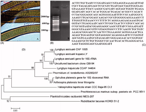 Figure 5. Morphology and molecular identification of Lyngbya aestuarii CNP 1005, the strain showing the most potent antiplasmodial action in the present studies. (A) Microscopic image of L. aestuarii CNP 1005, (B) amplification of L. aestuarii 16S rRNA, (C) amplified 16S rRNA sequence using forward primer, and (D) phylogenetic tree.