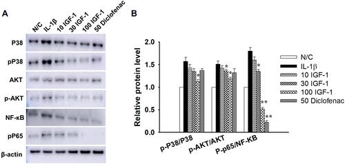 Figure 2 Effects of IGF-1 on primary chondrocytes during IL-1β stimulated specific signaling pathways, (A) Western blotting for the expression of p-P38/P38, p-Akt/Akt, P-p65/NF-κB and (B) quantitative histogram in vitro. Values are the mean ± SD. *p < 0.05, and **p < 0.01.