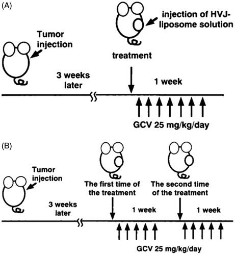 Figure 2. Scheme of the in-vivo study design. (A) Single-injection model. (B) Repeat injection model. About 3 weeks after the tumor cells injection, HVJ liposomes solution was injected once a week. GCV was injected i.p. once a day for 5 days from the day after each injection of HVJ liposome solution.