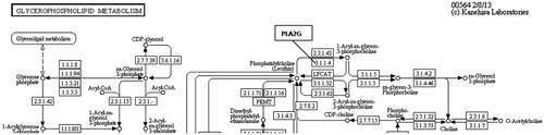 Figure 6. Pla2g enzyme in KEGG pathway: glycerophospholipid metabolism (http://www.genome.jp/kegg-bin/show_pathway?map00564).