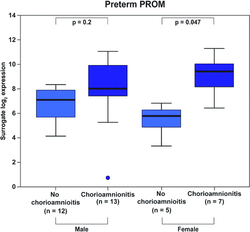 Figure 5.  Among patients with preterm PROM, those who delivered a female neonate had a higher increase (13.4-fold, p = 0.047) in Mn SOD mRNA expression upon chorioamnionitis than those who delivered a male neonate (2.3-fold, p = 0.2).